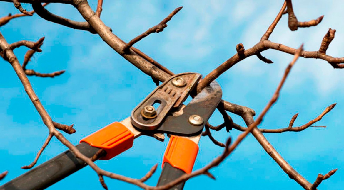 Tree Trimming